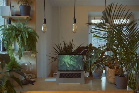 10 Best Office Plants and Where To Find Them | About Town