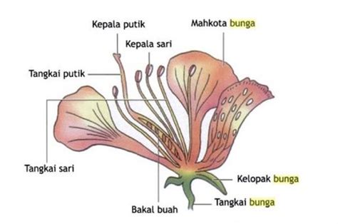 5 Bagian-Bagian Bunga dan Fungsinya - Sonora.id