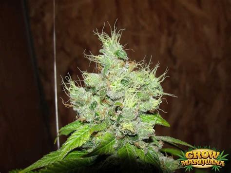 Hash Plant Seeds - Strain Review | Grow-Marijuana.com