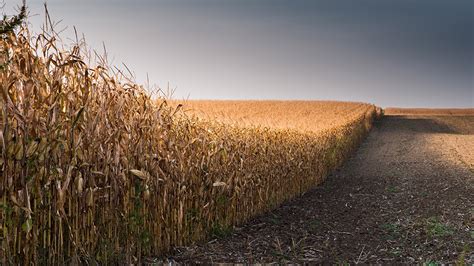 Corn harvest - Ontario Grain Farmer