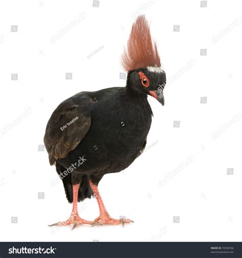 Crested Wood Partridge In Front Of A White Background Stock Photo ...