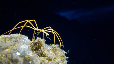 Breathe Deep: How the Antarctic Sea Spider Gets Oxygen - The New York Times