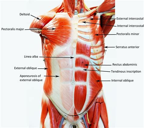 Anterior Muscles Of The Body Labeled : Related Pictures anterior and ...