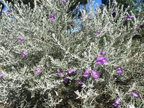 Silky Eremophila (Eremophila nivea) · iNaturalist