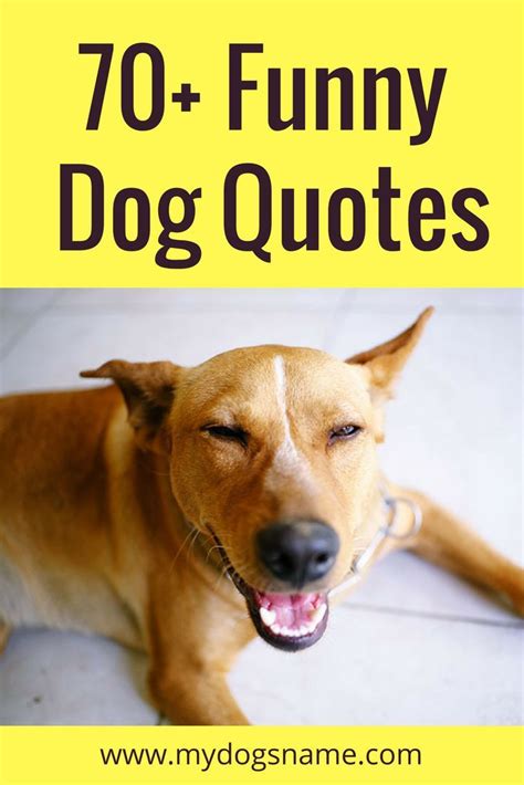 70+ Funny Dog Quotes and Sayings - My Dog's Name | Dog quotes funny ...