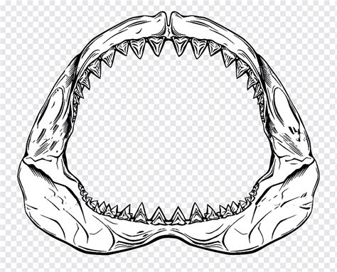 Shark Jaws Drawing