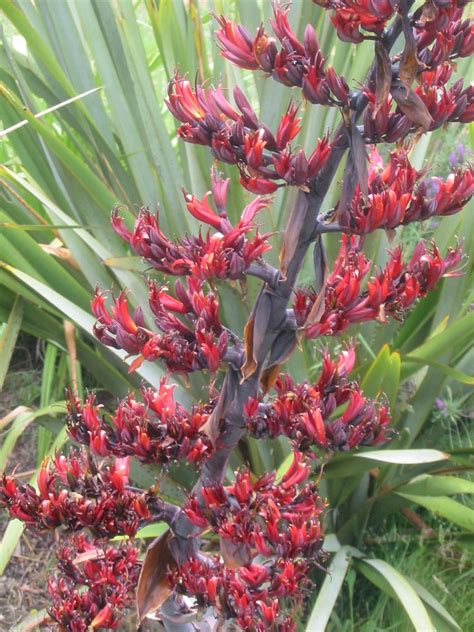 Native Phormium (Flax) Pictures