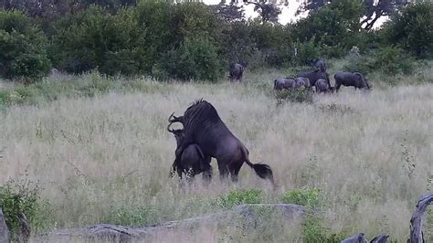 Djuma: Wildebeest pair mating - 17:39 - 03/29/20 - YouTube