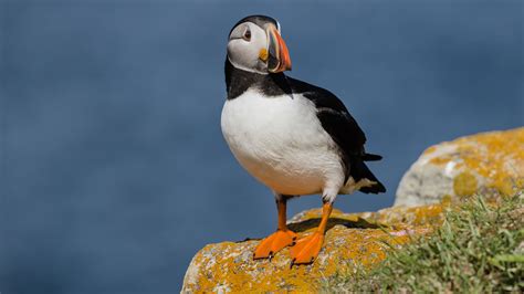 Atlantic Puffin | Audubon Field Guide