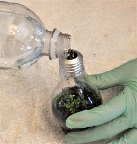 Light Bulb Terrarium : 12 Steps (with Pictures) - Instructables