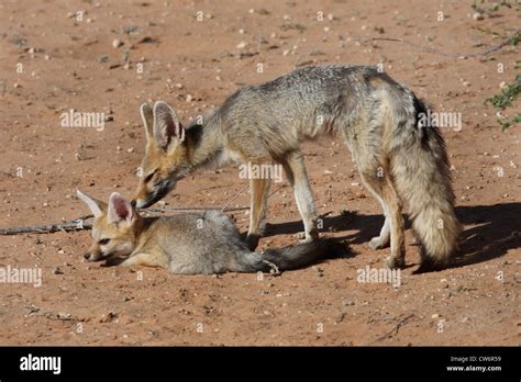 Cape fox pups hi-res stock photography and images - Alamy