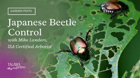 Japanese Beetle Control by Tagawa Gardens - YouTube