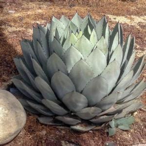 Parry's Agave (Agave parryi) in the Agaves Database - Garden.org