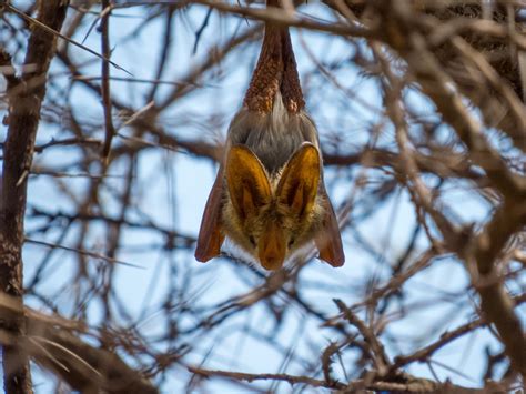 Let's do Some Zoology! - Yellow-winged Bat (Lavia frons) …a species of...