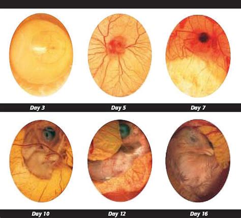 Chicken Embryo Development Chart