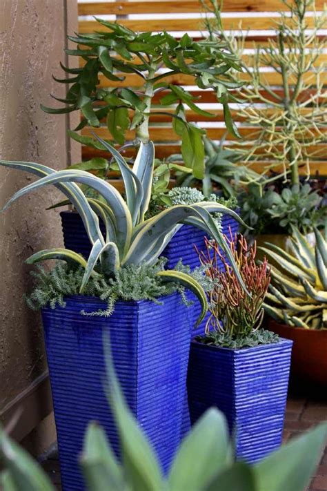 Diy déco avec des plantes succulentes en 80 photos | Plante succulente, Design de jardin potager ...