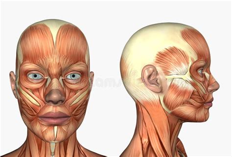 Anatomie Humaine - Muscles Du Visage Illustration Stock - Illustration du femelle, biologie: 67477