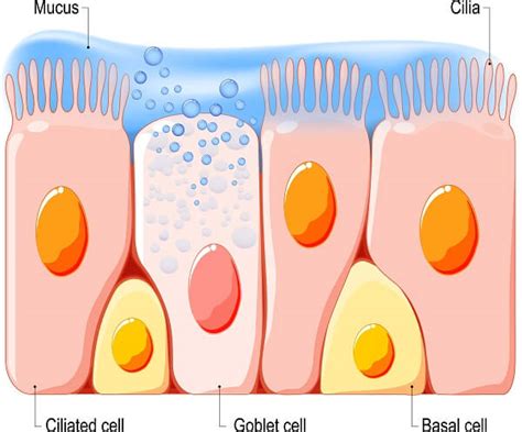 Goblet Cells - The Definitive Guide | Biology Dictionary