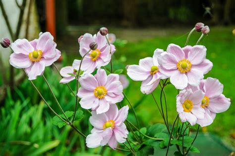 Anemones Flowers Garden Pink - Free photo on Pixabay - Pixabay