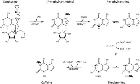 Section 2 - Caffeine