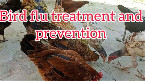 Bird Flu treatment in 6 hours with 100% result | chicken diseases with ...