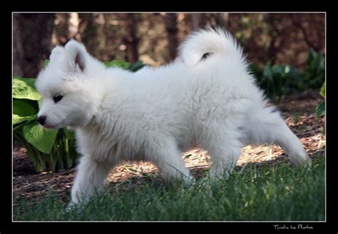 Samoyed Puppy09 218 | This is a litter of puppies that I pho… | Flickr