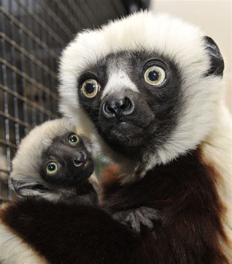 Baby watch at the Duke Lemur Center - Duke Lemur Center