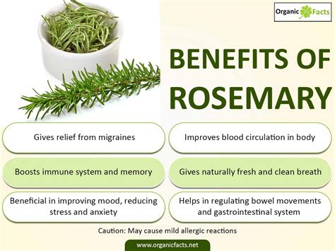 11 Impressive Benefits of Rosemary | Organic Facts