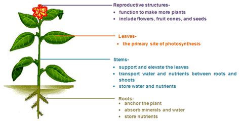 organs-of-a-plant - Gardening Soul