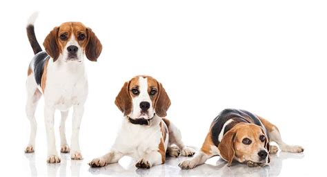 Beagle Colors Types to be the Best Pet Ever - Dog Dwell