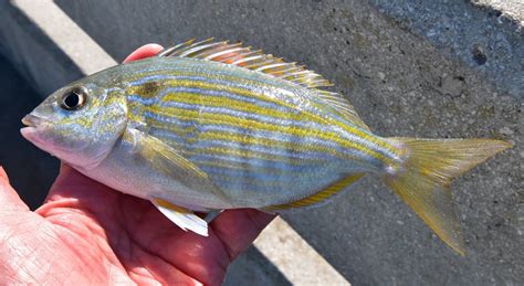 Pinfish uconn fishmate | www.roughfish.com