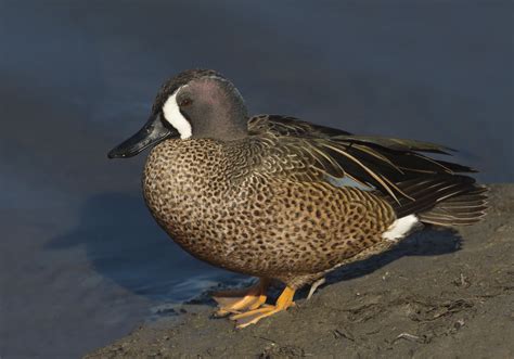 Blue-winged Teal | San Diego Bird Spot