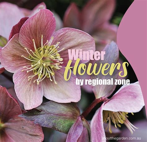 Winter Flowers Planting Guide by Regional Zones – About The Garden Magazine