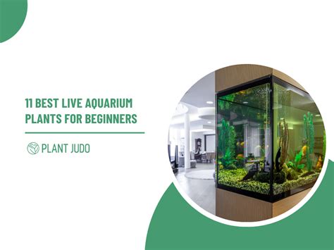 The Best Plants For Beginner Aquarium | Nice Aquarium Plants