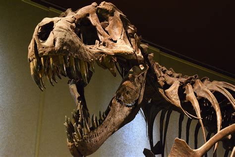 Tyrannosaurus Rex Bone Fossils Indicate Cannibalistic Behavior ...