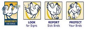 Avian Flu Diary: USDA: APHIS Update On Newcastle Disease Outbreak in California