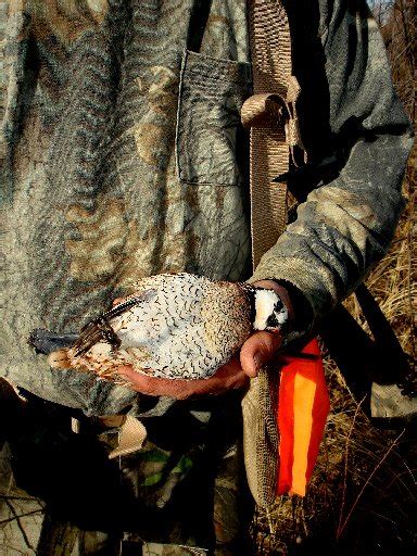 Bobwhite quail hunting worth the search – Loveland Reporter-Herald