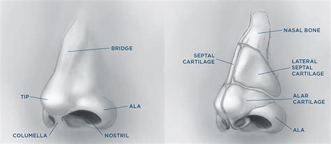 Nasal Valve Repair | Saigal Facial Plastic Surgery