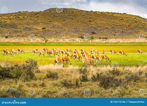 Herd Of Guanaco Grazing In The Green Pasture At Torres Del Paine National Park Stock Photo ...