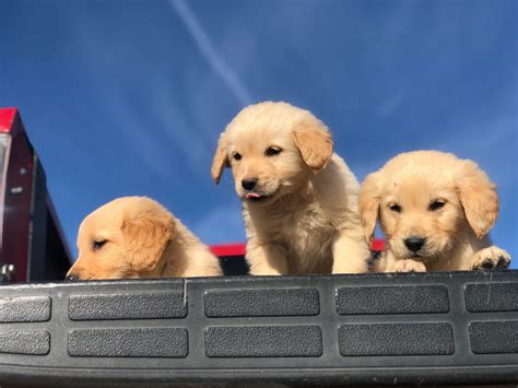 Golden Retriever Puppies For Sale | Apple Valley, CA #294570
