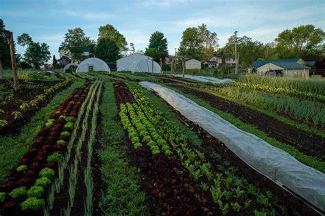 How Small Scale Farmers Can Reduce The Effects Of Frost On Crops ...