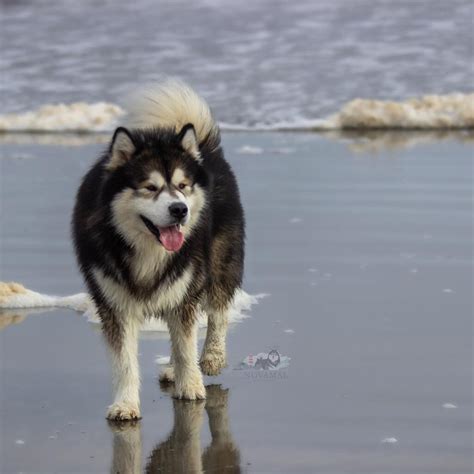 15 Awesome Alaskan Malamute Training Tips — First Light Farm