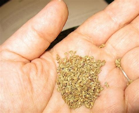 Top 10 carom seeds benefits | Well Being Tips