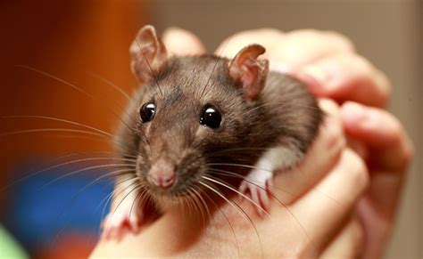 Rat (Fancy) | Discover Animals