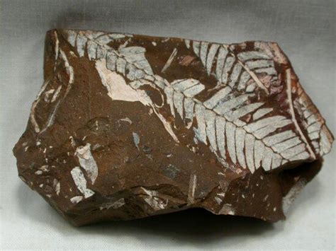 Jurassic Period Plant Fossils