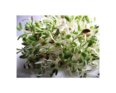 Growing Alfalfa Sprouts | Sproutpeople