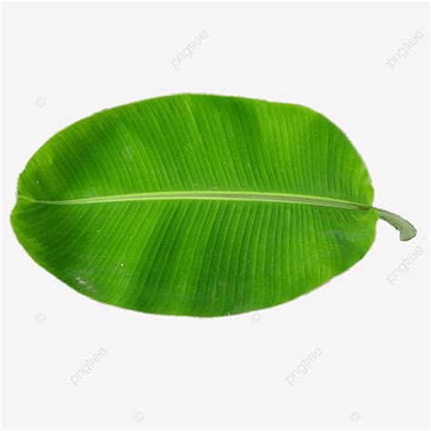 Banana Leaf, Banana, Leaf, Tropical Leaves PNG Transparent Clipart Image and PSD File for Free ...