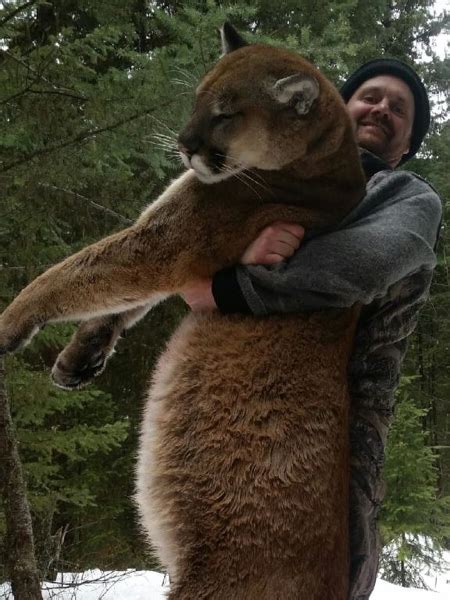 Cougar Hunt in Canada - HuntingAgent.com