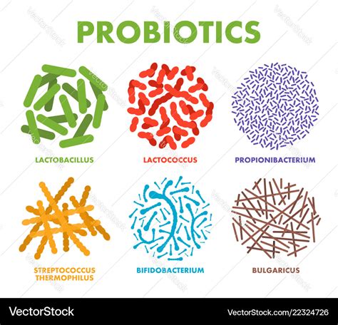 Probiotics good bacteria and microorganisms Vector Image