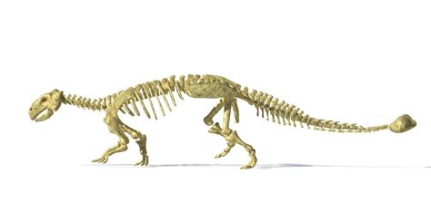 3D rendering of an Ankylosaurus dinosaur skeleton, side view. This ...